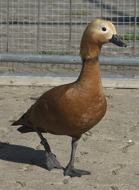 复训